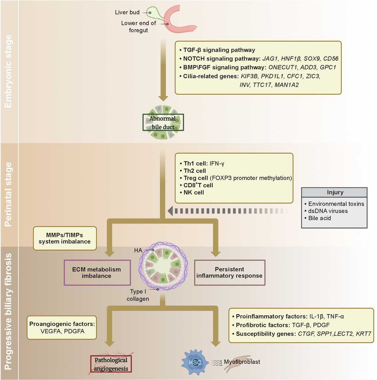 Genetic background and biliary atresia | World Journal of Pediatric Surgery